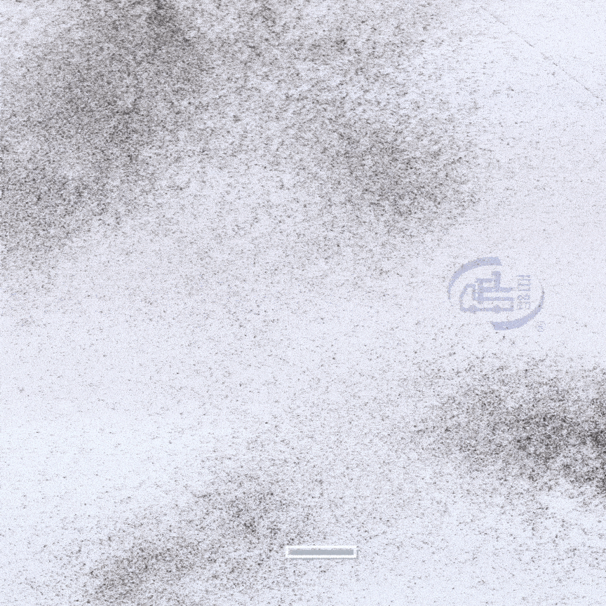 【百鈴】髒會滅輕巧無塵淨淨掃+補充替換頭x1(海綿掃把/柔頭掃把/無毛掃把/居家掃具/清潔小工具/毛髮灰塵清潔)