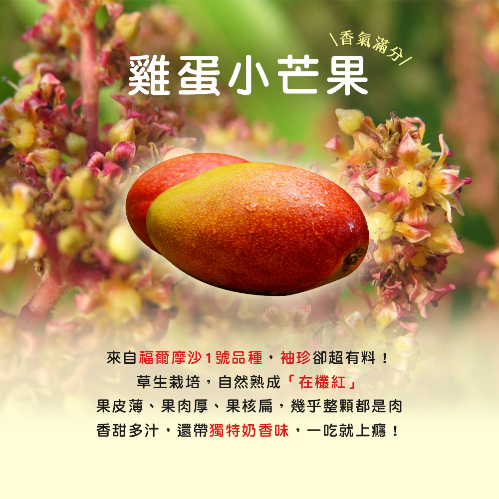 【雪莉朵辣嚴選】雞蛋小芒果 2.5公斤/箱