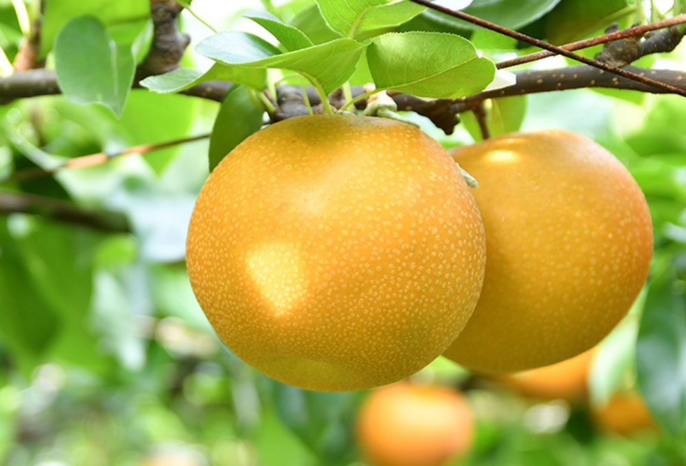 【台灣紅】黃金甘露梨