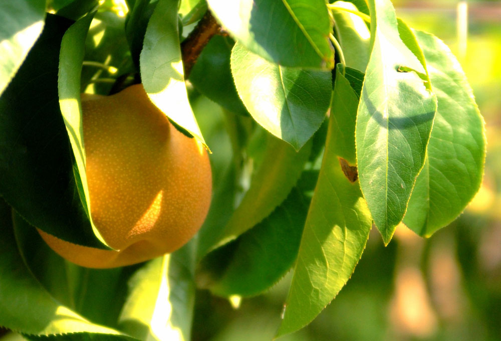 【台灣紅】黃金甘露梨