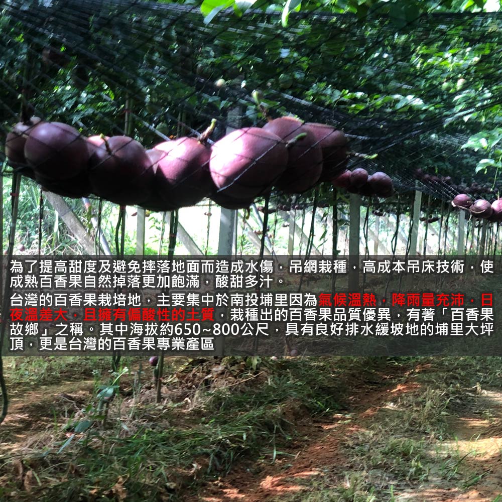 【南投埔里大坪頂直送】特A級台農1號百香果5台斤(產地直送_友善耕種)