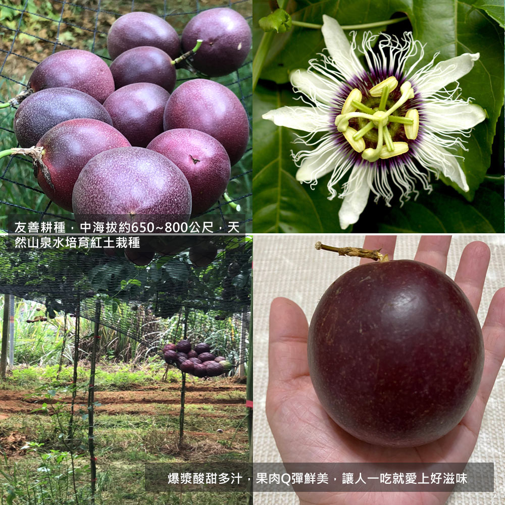 【南投埔里大坪頂直送】特A級台農1號百香果5台斤(產地直送_友善耕種)