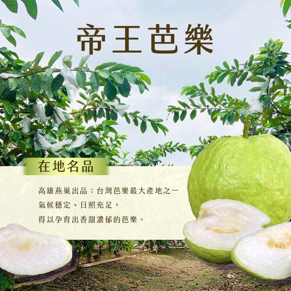 【雪莉朵辣嚴選】帝王芭樂 5斤箱(6-8粒)/十斤箱(11-15粒)