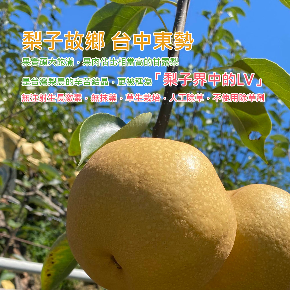 【玲梨淨智果園】台中東勢16~18A甘露梨6顆x1盒(中果_單顆600-650g±10%_產地直送_友善耕種)