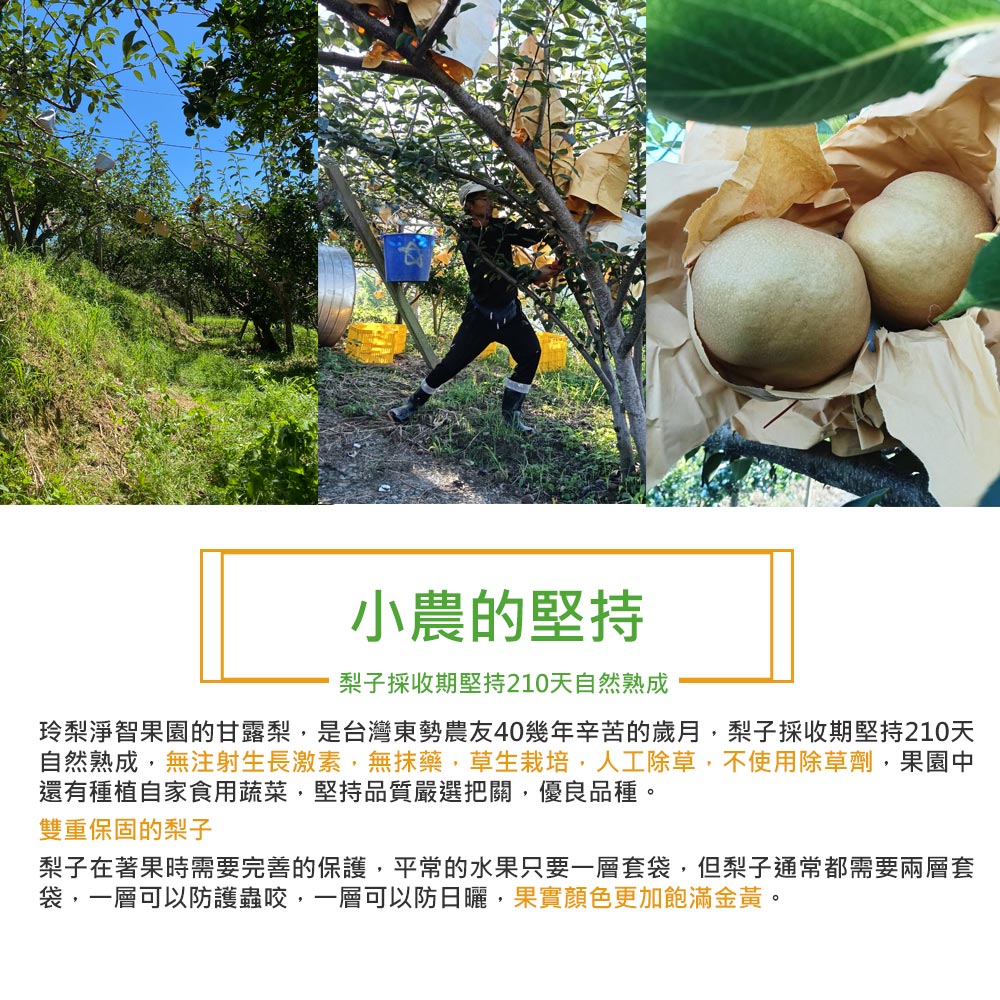 【玲梨淨智果園】台中東勢26~29A甘露梨2顆x1盒(特大果_單顆 975-1087g±10%_產地直送_友善耕種_中秋送禮)