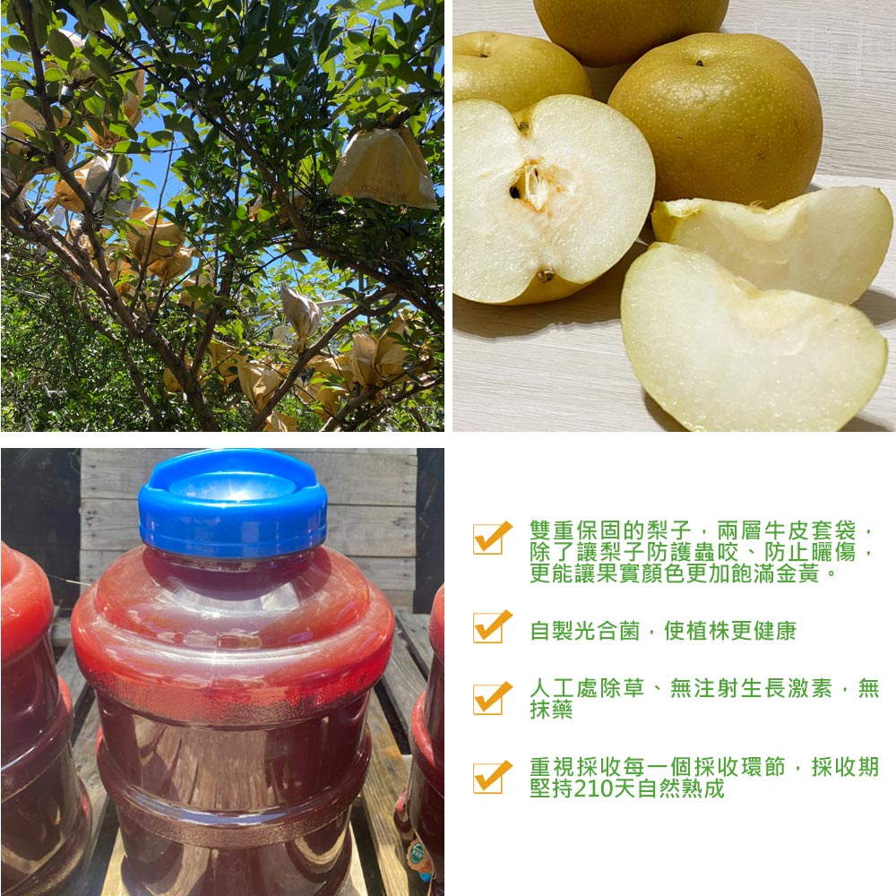 【玲梨淨智果園】台中東勢26~29A甘露梨2顆x1盒(特大果_單顆 975-1087g±10%_產地直送_友善耕種_中秋送禮)