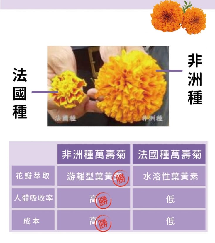 【達摩本草】玻尿酸美國專利Kemin游離型葉黃素膠囊 (30粒/包)
