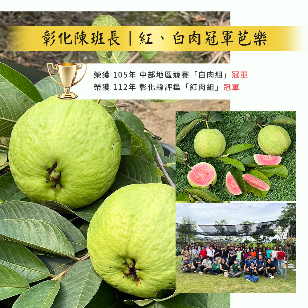 【雪莉朵辣嚴選】彰化陳班長冠軍 白肉芭樂 5斤/箱 珍珠牛奶芭樂