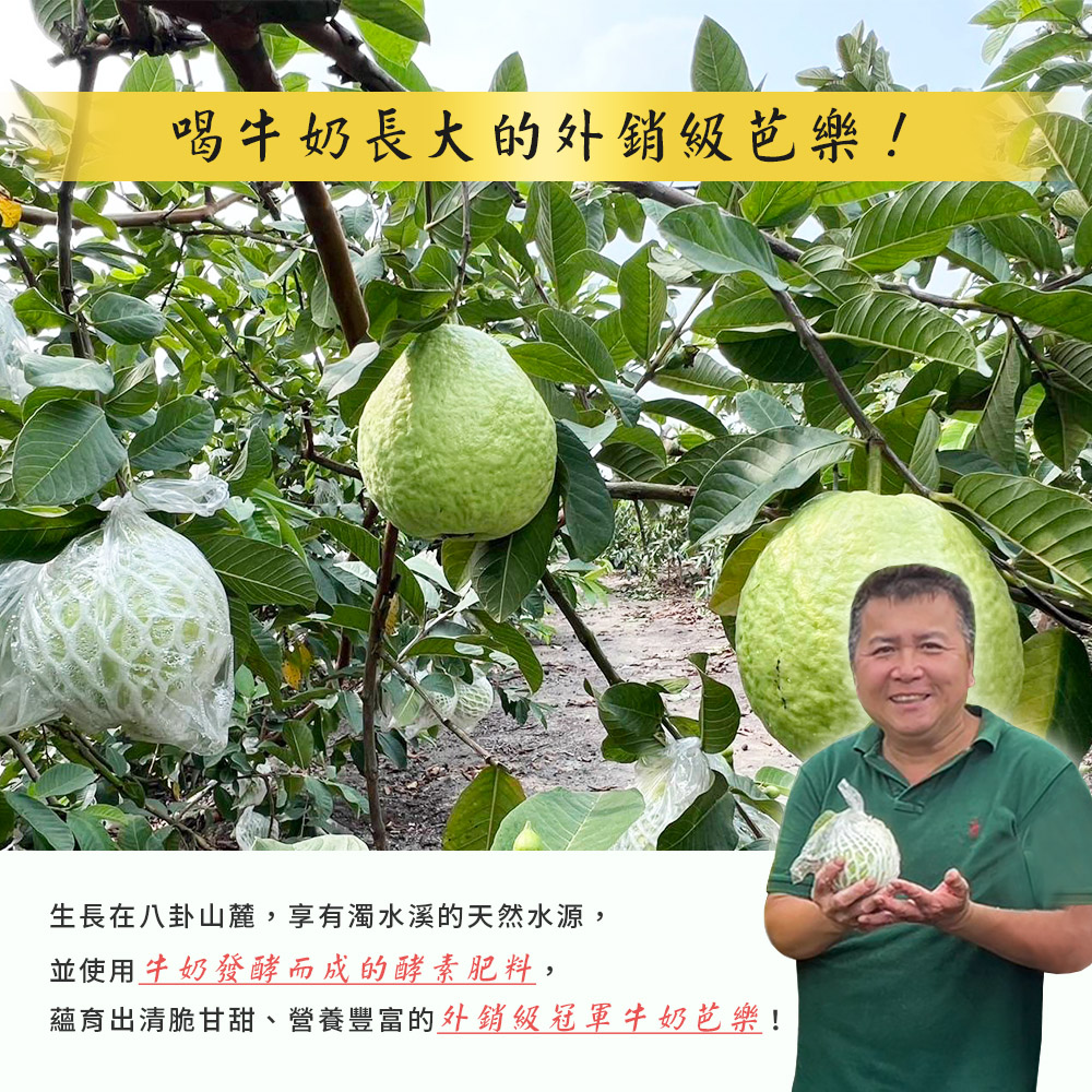 【雪莉朵辣嚴選】彰化陳班長冠軍 白肉芭樂 5斤/箱 珍珠牛奶芭樂