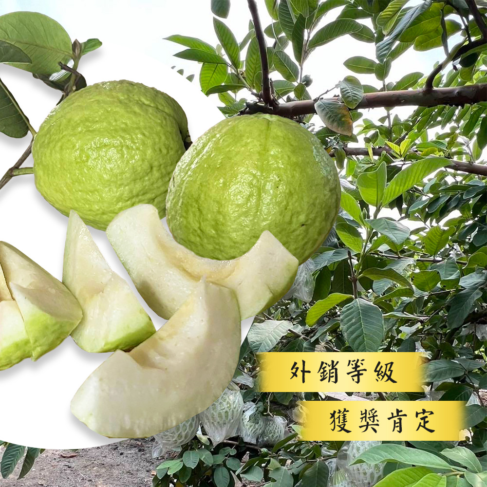 【雪莉朵辣嚴選】彰化陳班長冠軍 白肉芭樂 5斤/箱 珍珠牛奶芭樂