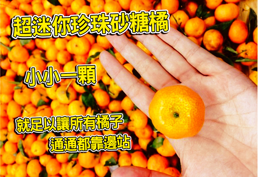 【台灣紅】超迷你珍珠砂糖橘-五斤裝