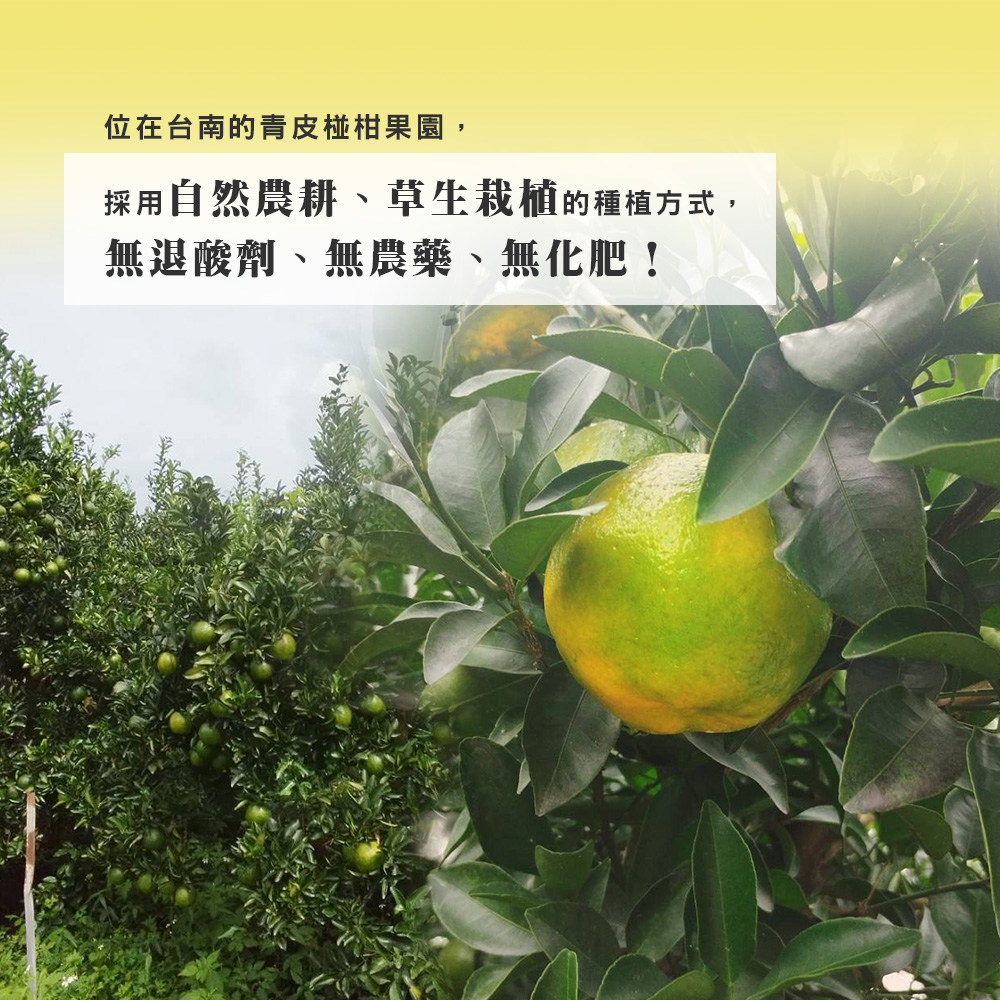【雪莉朵辣嚴選】青皮椪柑 30A級大果5斤箱(7-9粒)/25A級中果5斤箱(11-13粒) -預購11/5-11/11出貨