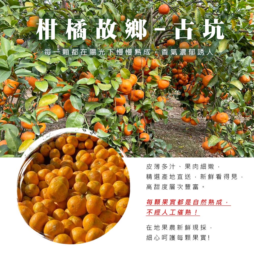【雪莉朵辣嚴選】古坑砂糖橘 5斤/箱(約25-35粒)