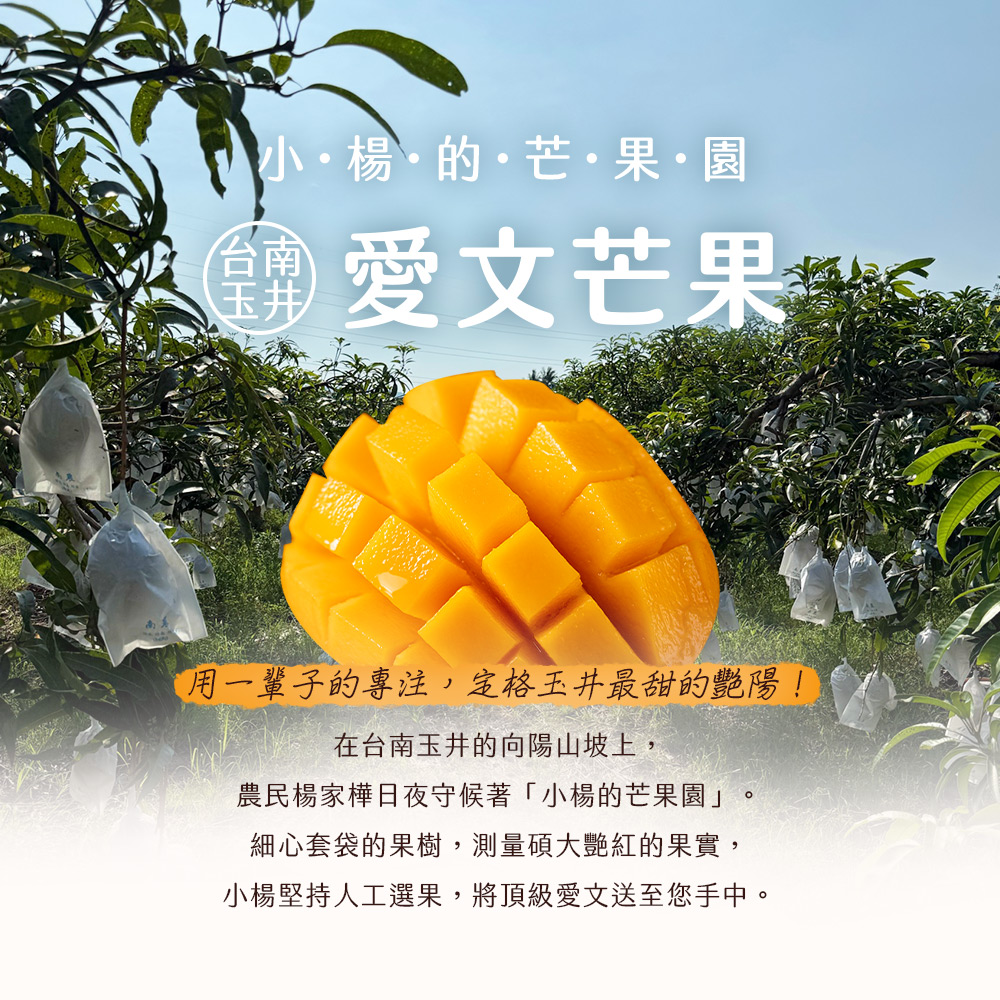 小楊的芒果園【台南玉井】愛文芒果 6顆(五斤)/10-12顆(十斤)/箱