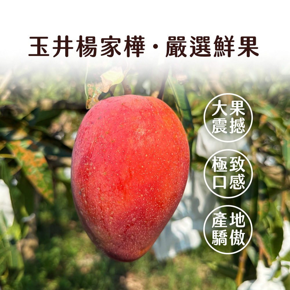 小楊的芒果園【台南玉井】愛文芒果 6顆(五斤)/10-12顆(十斤)/箱