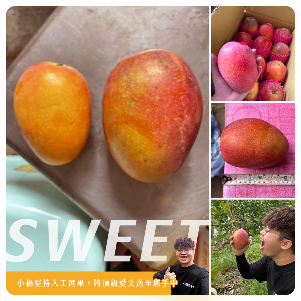 小楊的芒果園【台南玉井】愛文芒果 6顆(五斤)/10-12顆(十斤)/箱