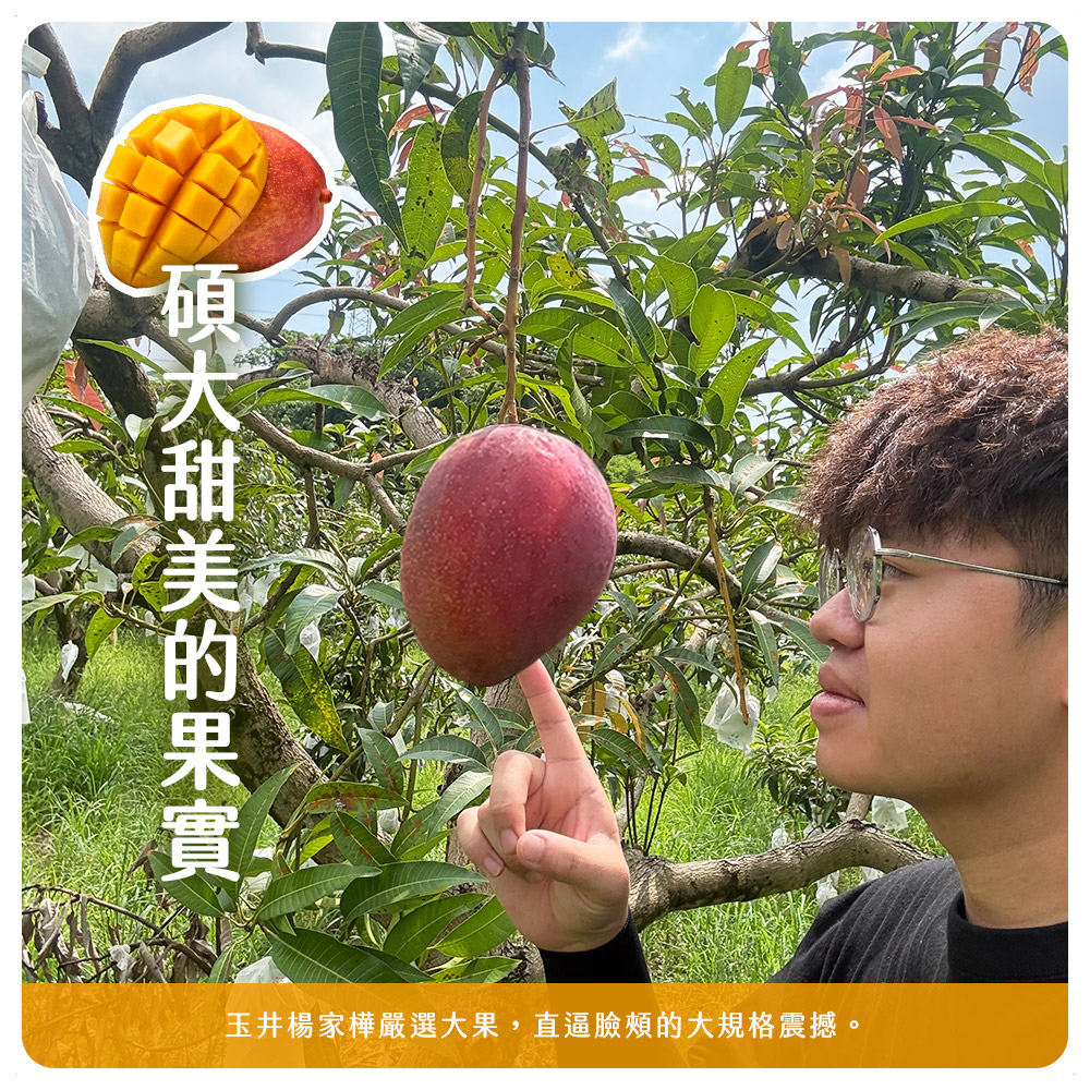 小楊的芒果園【台南玉井】愛文芒果 6顆(五斤)/10-12顆(十斤)/箱