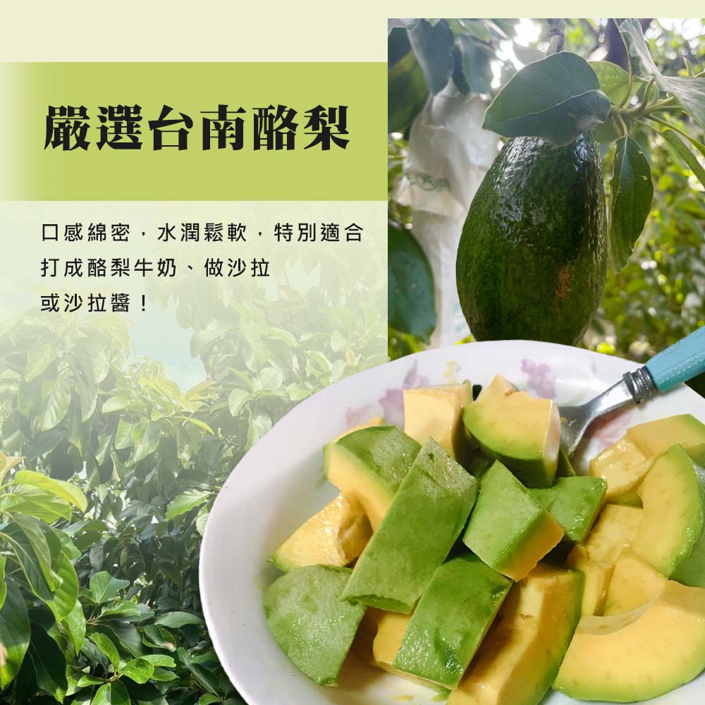 【雪莉朵辣嚴選】台南麻豆酪梨 5斤(5-7顆) /箱