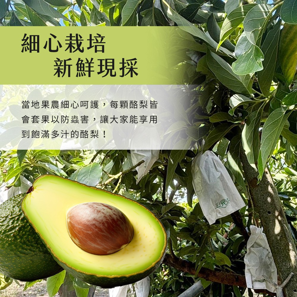 【雪莉朵辣嚴選】台南麻豆酪梨 5斤(5-7顆) /箱