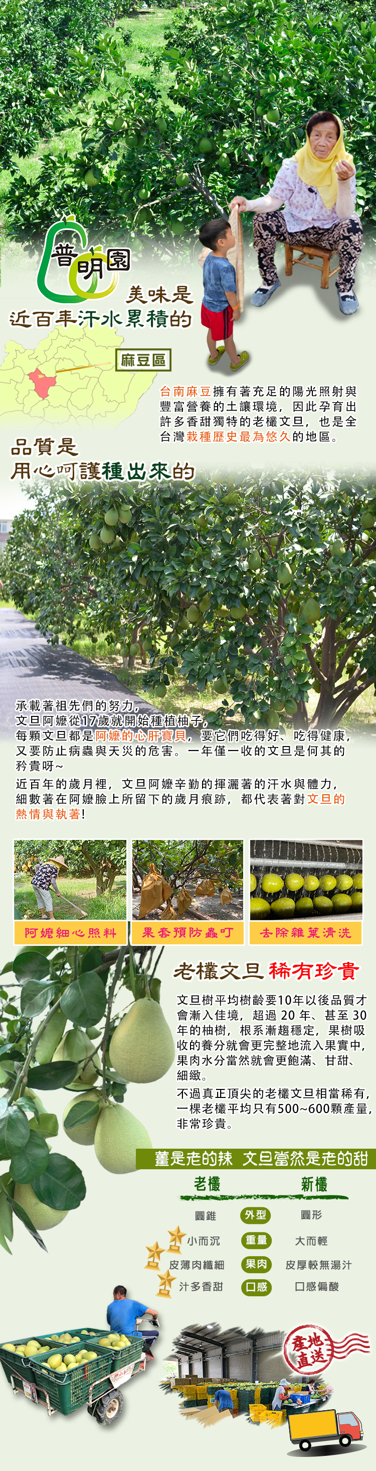 【普明園麻豆文旦】40年-特A級-老欉文旦 5斤/10斤