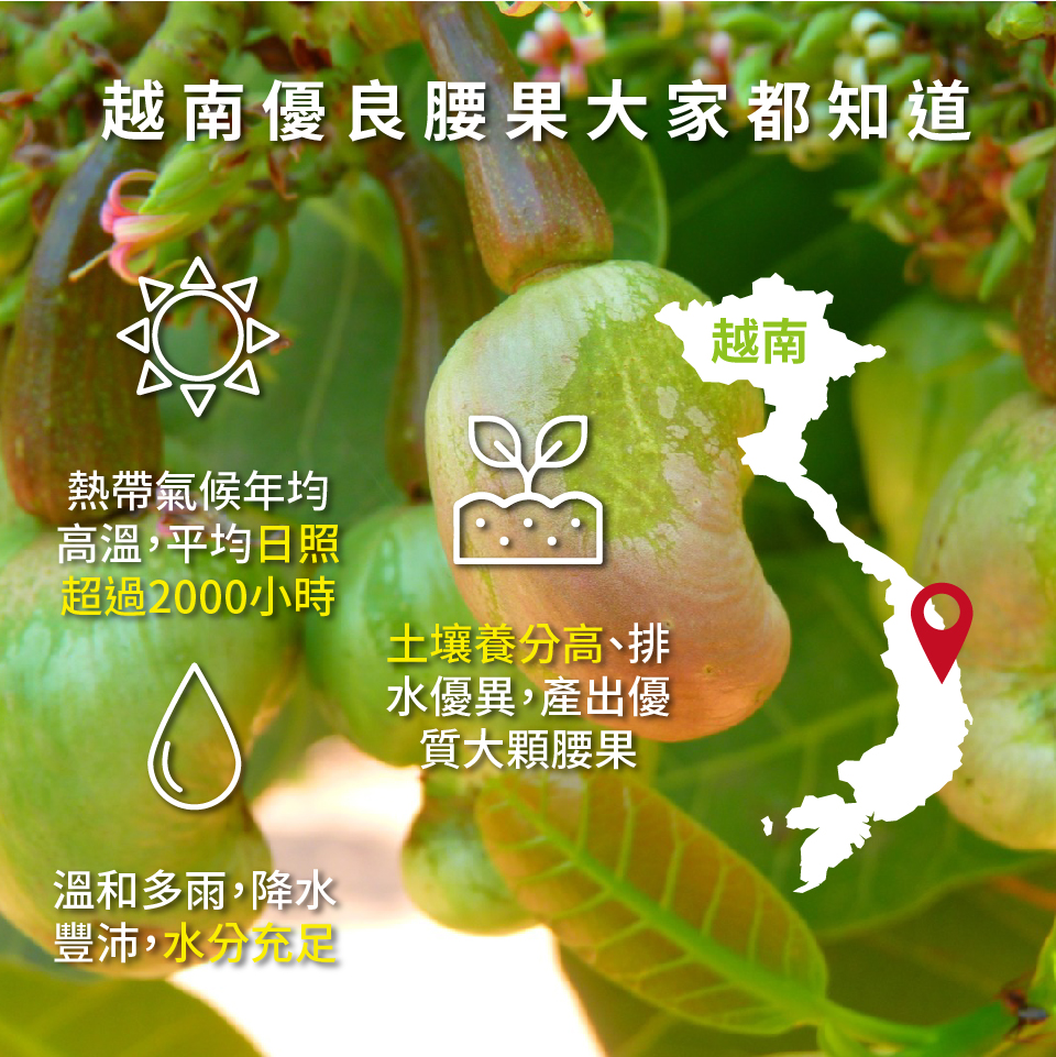 【高宏】熱銷薄鹽帶皮腰果110g 特選越南優質大顆腰果