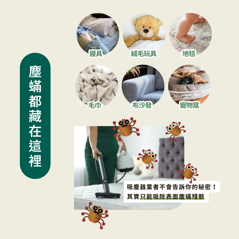 【TanTo塵螨捕快】高效除螨片超值組(6片/盒)塵螨誘捕貼
