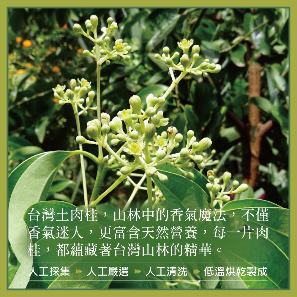 【橙金蜂】100%台灣土肉桂粉60g 無防腐劑 沖泡茶飲 烘焙粉 調味料