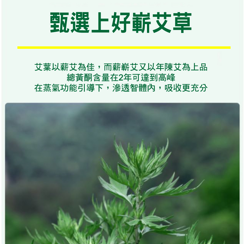 益母草天然草本暖宮貼
