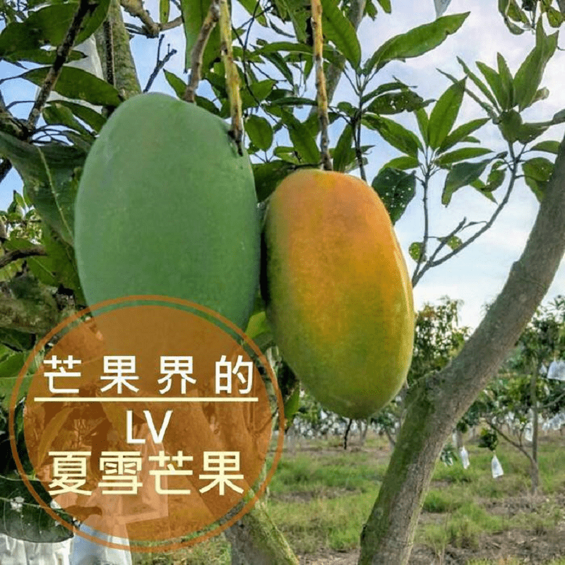【歐吉商】頂級有機夏雪芒果4台斤(6顆/盒) 屏東芒果/潮州芒果/有機檢驗合格