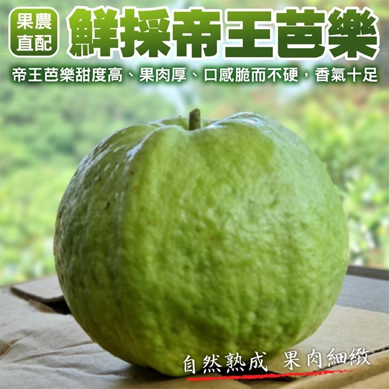 【果之蔬】果農直配鮮採帝王芭樂5斤/10斤