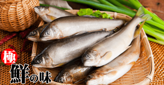 肥美子持魚卵母香魚