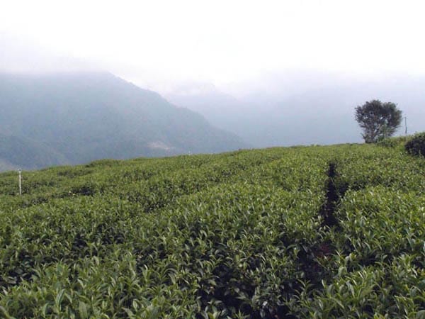 【新造茗茶】精選日月潭紅玉紅茶極品袋茶包(30入/盒)TEA035