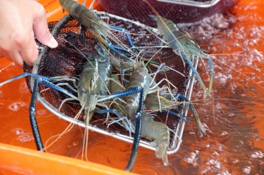 老饕大蝦巨無霸泰國蝦