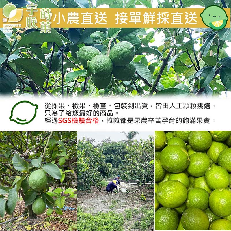 【宇朕蒔果】100%台灣農民直配A級有籽檸檬 3斤/5斤/10斤/箱
