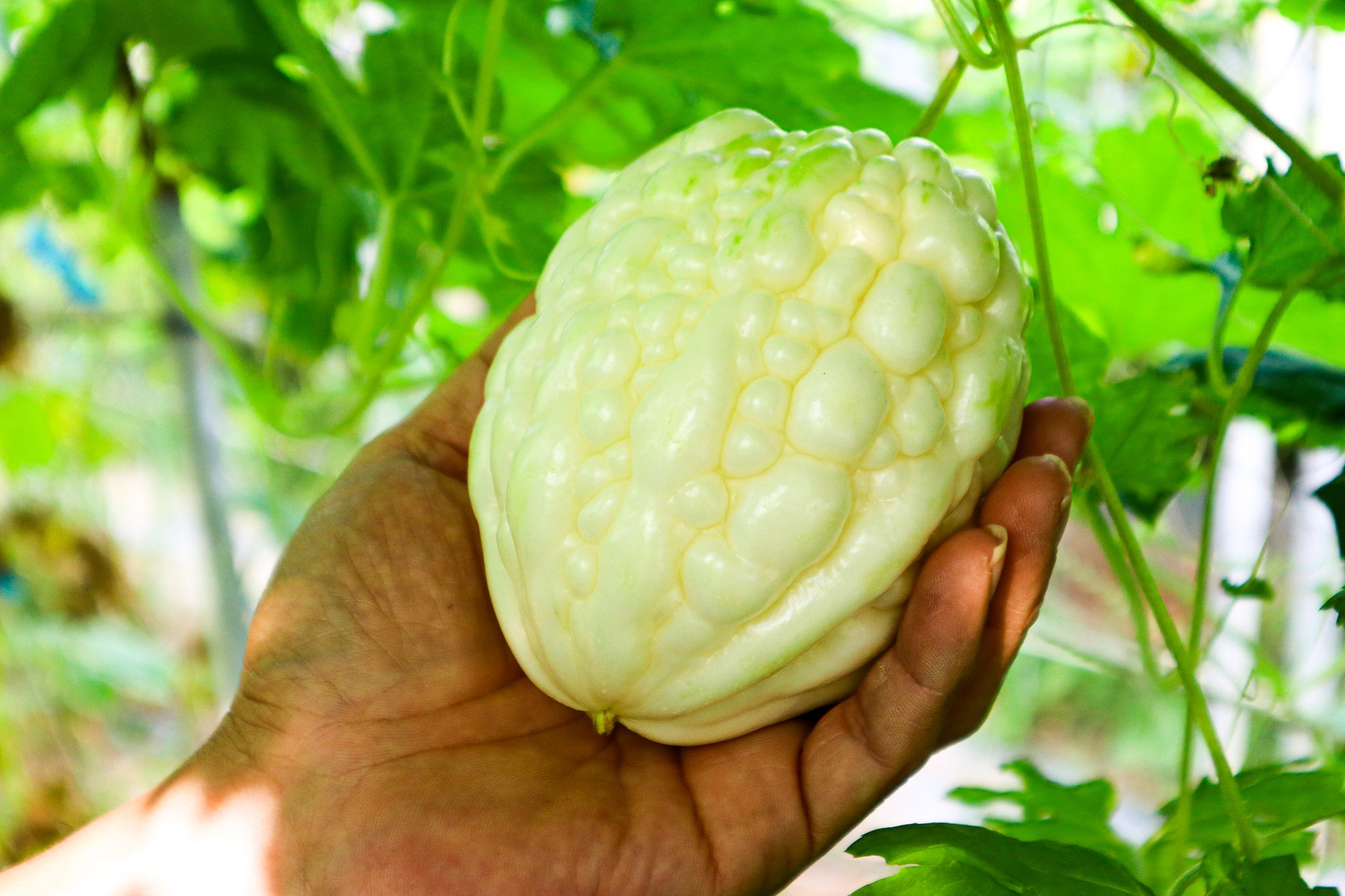 【宏展農場】白玉苦瓜酥(鹽味／胡椒／芥末)80g 苦瓜脆片 苦瓜餅乾 蔬菜餅乾