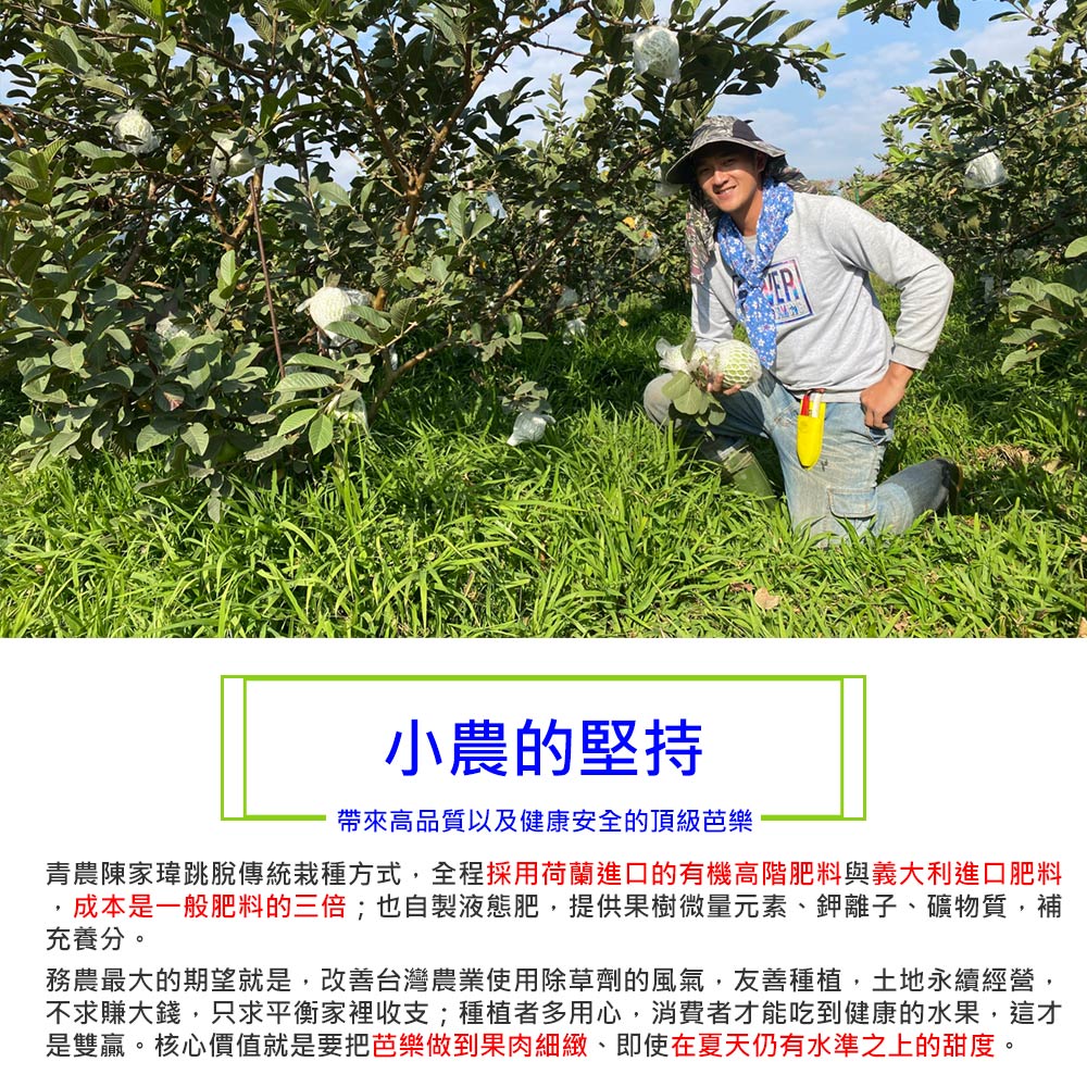 (202提報)預購【綠創頂級芭樂】100%友善耕種 高雄大樹產地直送-紅鑽石芭樂