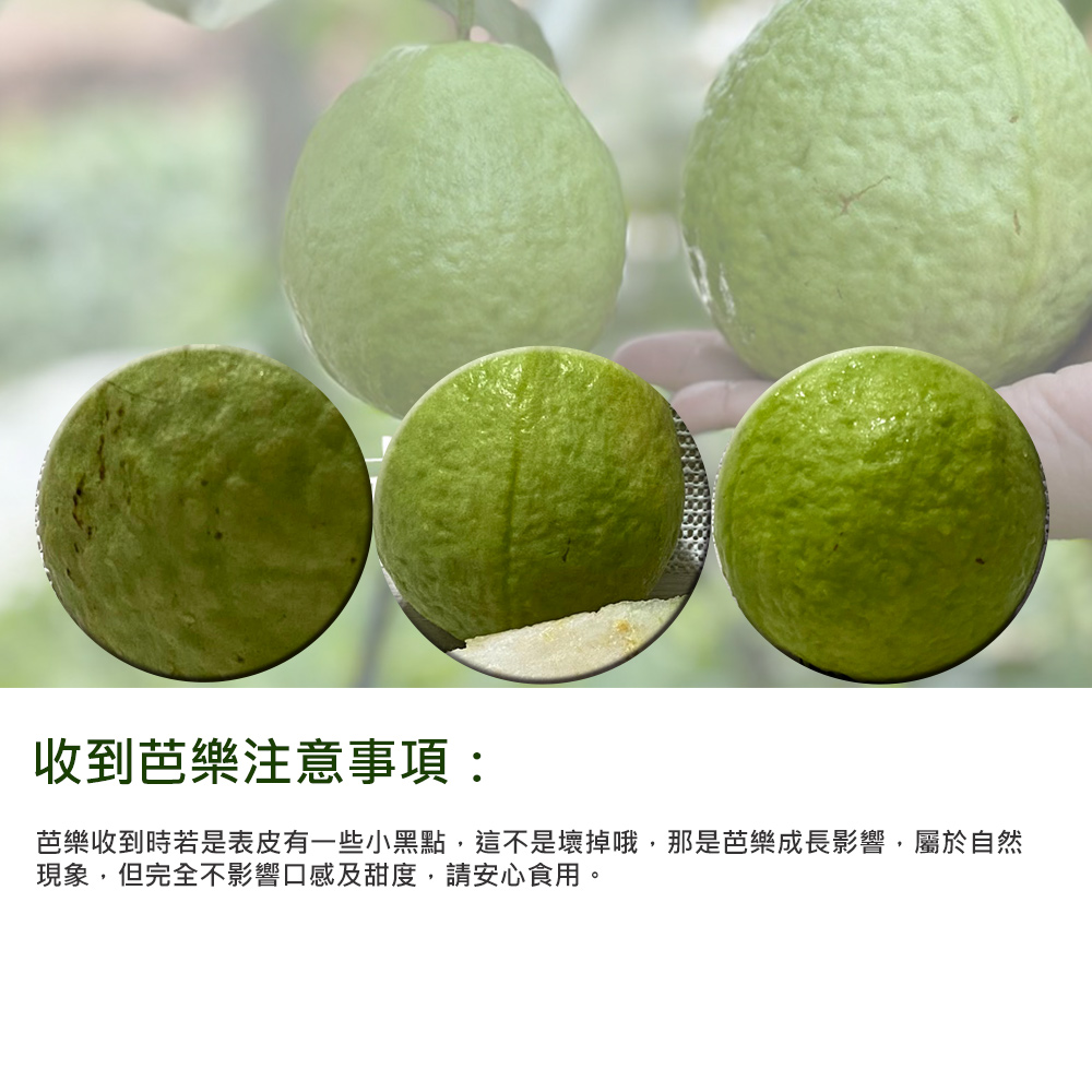 (202提報)預購【綠創頂級芭樂】100%友善耕種 高雄大樹產地直送-紅鑽石芭樂