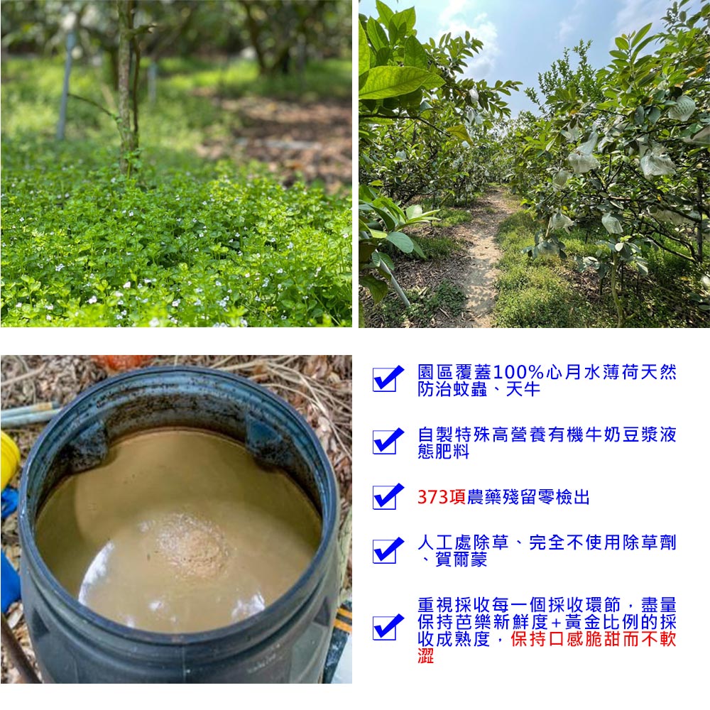 (2025提報)預購【綠創頂級芭樂】100%友善耕種 高雄大樹產地直送-紅鑽石芭樂10台斤(約12-16顆)