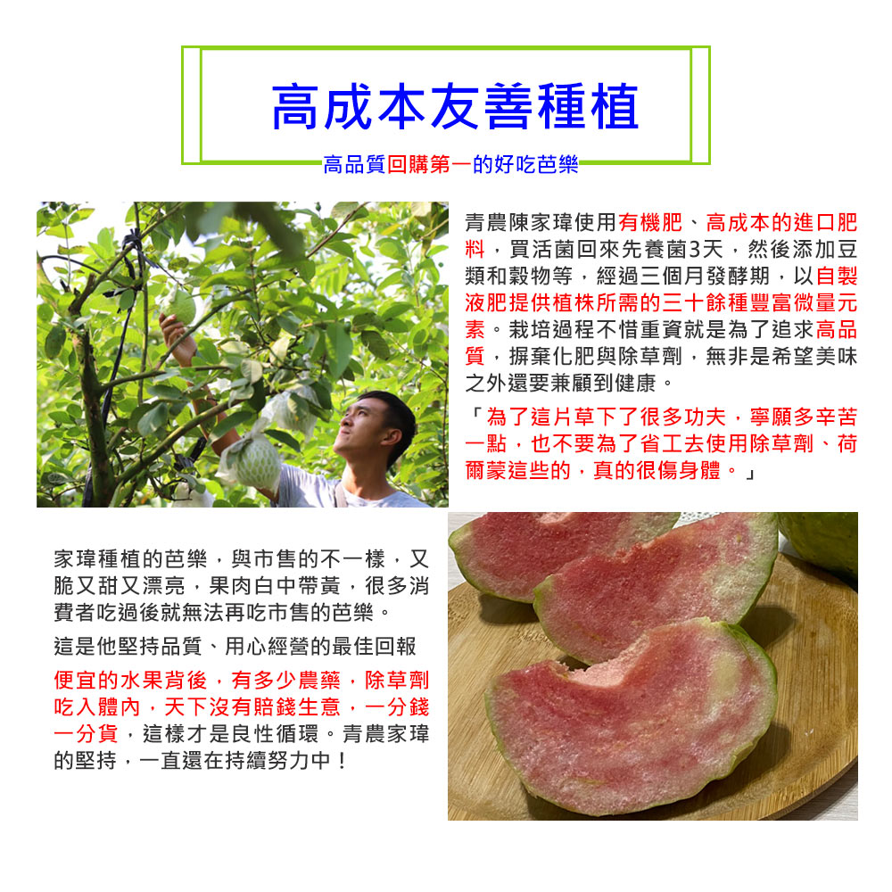 (2025提報)預購【綠創頂級芭樂】100%友善耕種 高雄大樹產地直送-紅鑽石芭樂10台斤(約12-16顆)