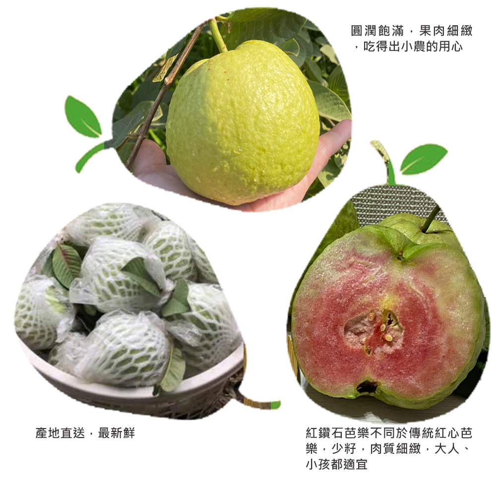 (2025提報)預購【綠創頂級芭樂】100%友善耕種 高雄大樹產地直送-紅鑽石芭樂10台斤(約12-16顆)