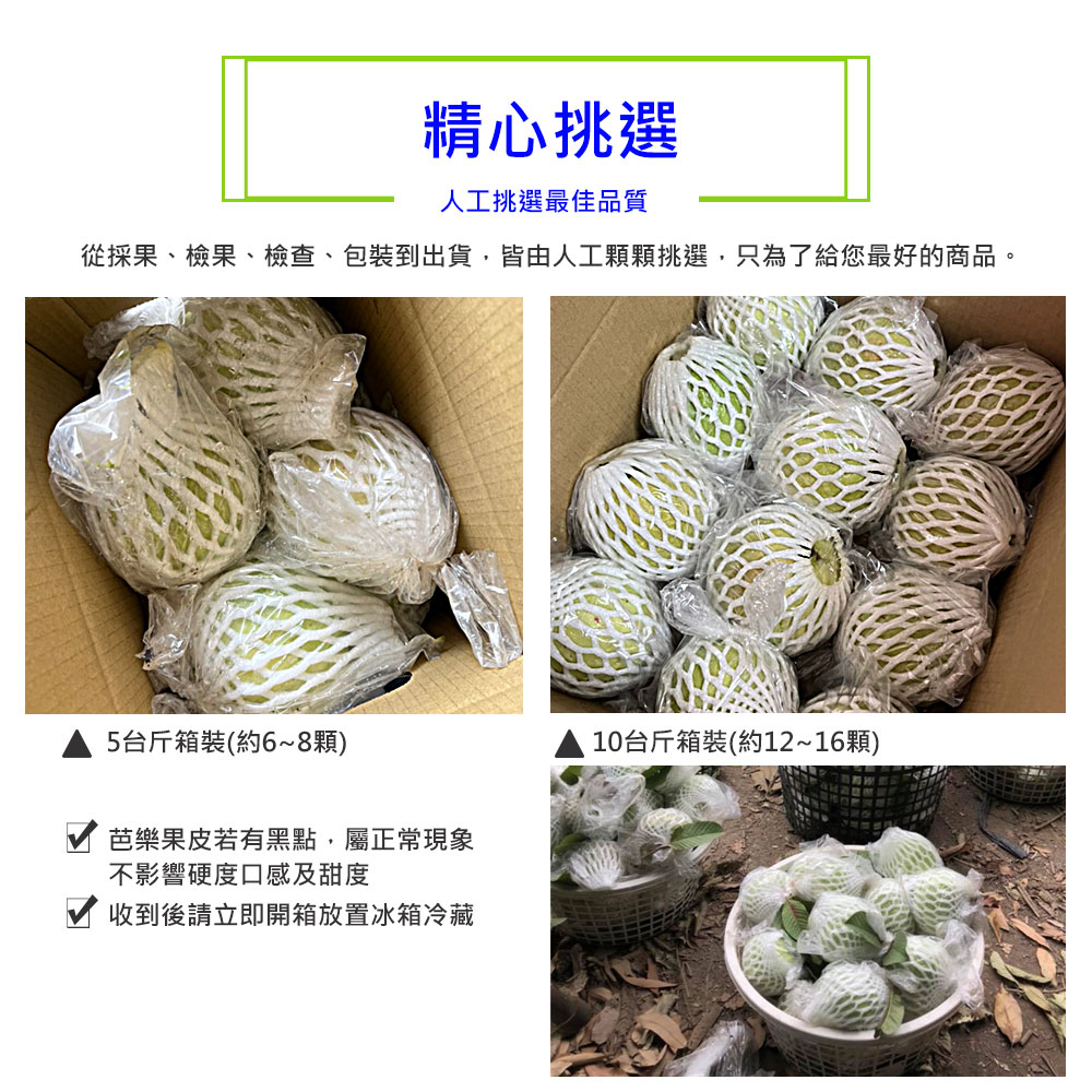 (2025提報)預購【綠創頂級芭樂】100%友善耕種 高雄大樹產地直送-紅鑽石芭樂10台斤(約12-16顆)