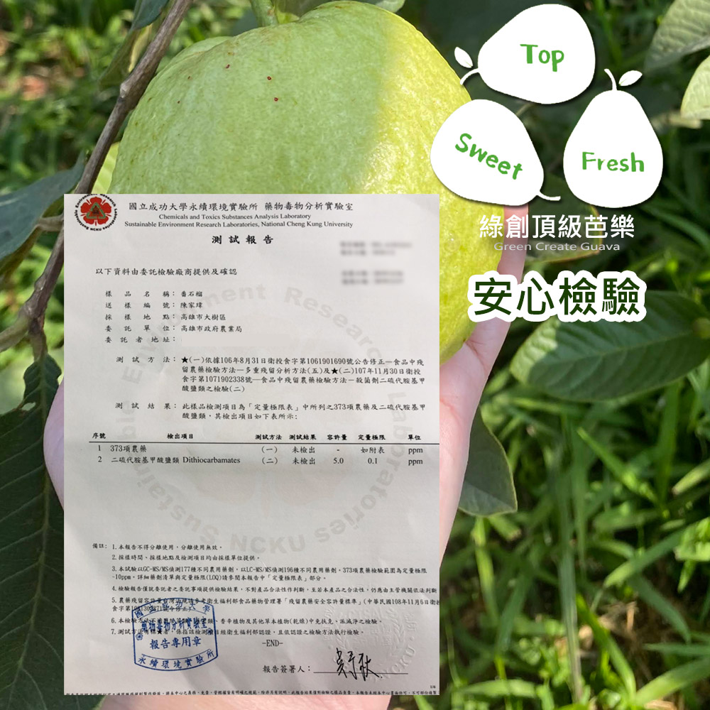 (2025提報)預購【綠創頂級芭樂】100%友善耕種 高雄大樹產地直送-紅鑽石芭樂10台斤(約12-16顆)