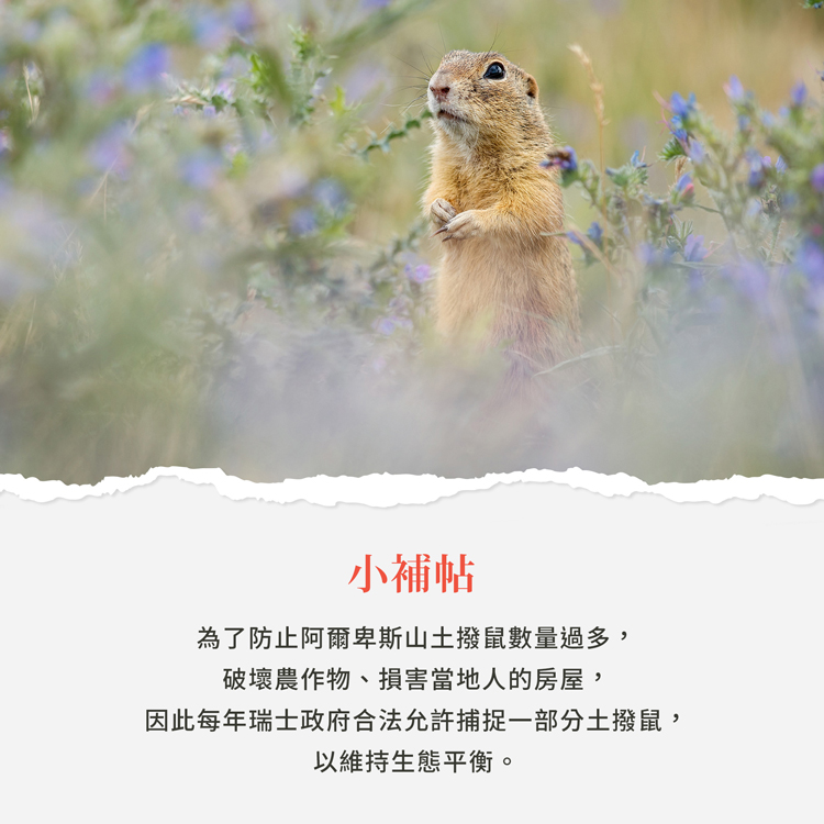 聖伯納德 Sanct Bernhard 德國百年草本 經絡護理草本膏 