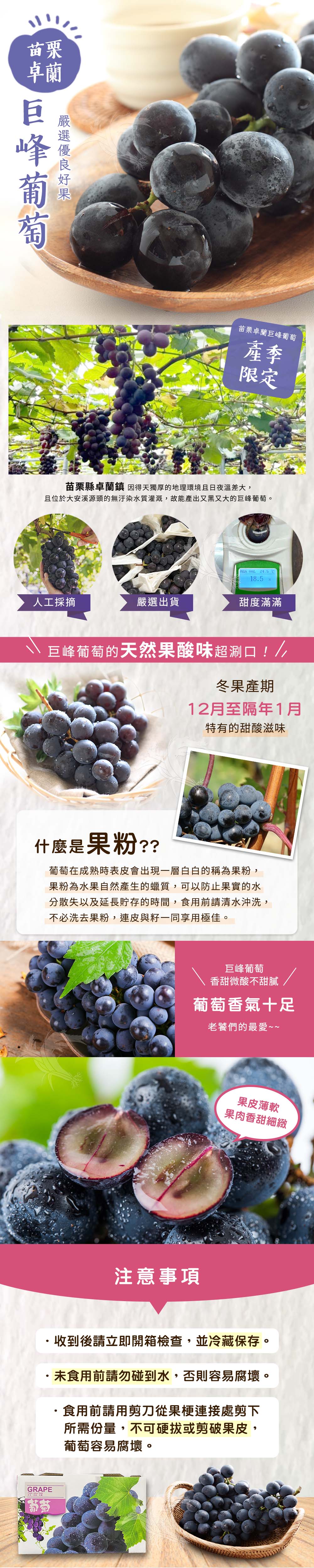 【禾鴻】苗栗卓蘭優等巨峰葡萄5斤(8-10串/盒)