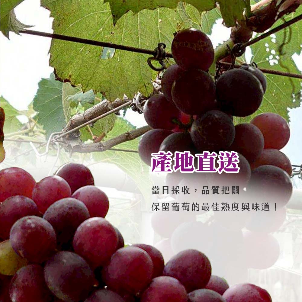 【雪莉朵辣嚴選】巨峰葡萄  5斤一盒