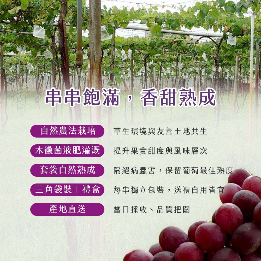 【雪莉朵辣嚴選】巨峰葡萄  5斤一盒