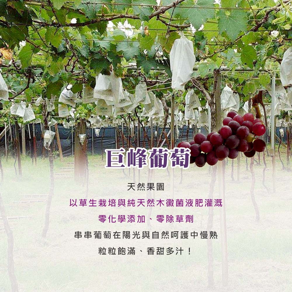 【雪莉朵辣嚴選】巨峰葡萄  5斤一盒