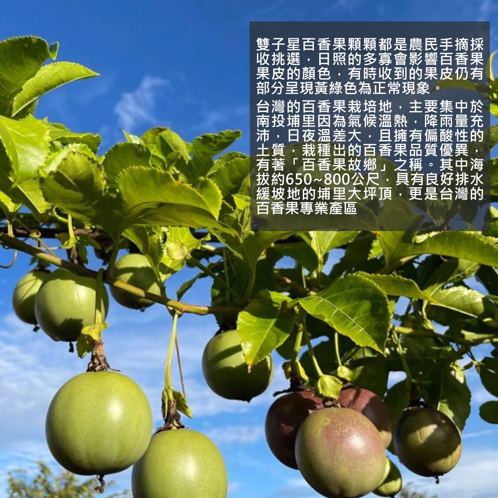 【南投埔里大坪頂直送】特級雙子星百香果5台斤(產地直送_友善耕種)