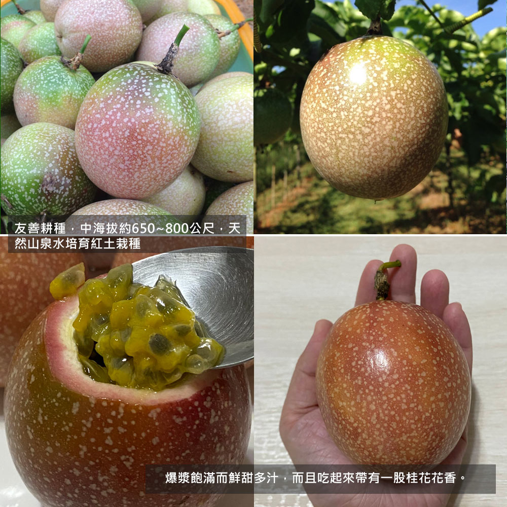 【南投埔里大坪頂直送】特級滿天星百香果5台斤(產地直送_友善耕種)