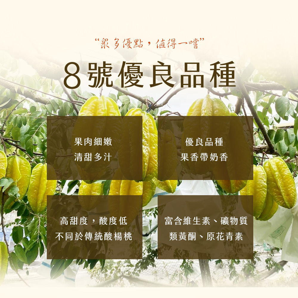 【雪莉朵辣嚴選】老欉牛奶楊桃 箱裝水果4.5斤±10%/箱(含箱重)8-13粒